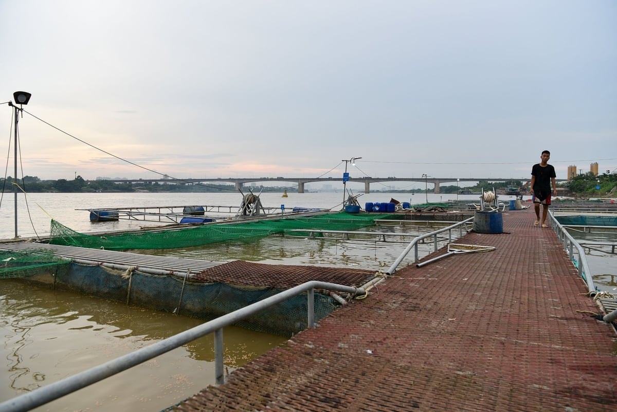 Trang trại nuôi cá trên sông Hồng của anh Nguyễn Văn Tình