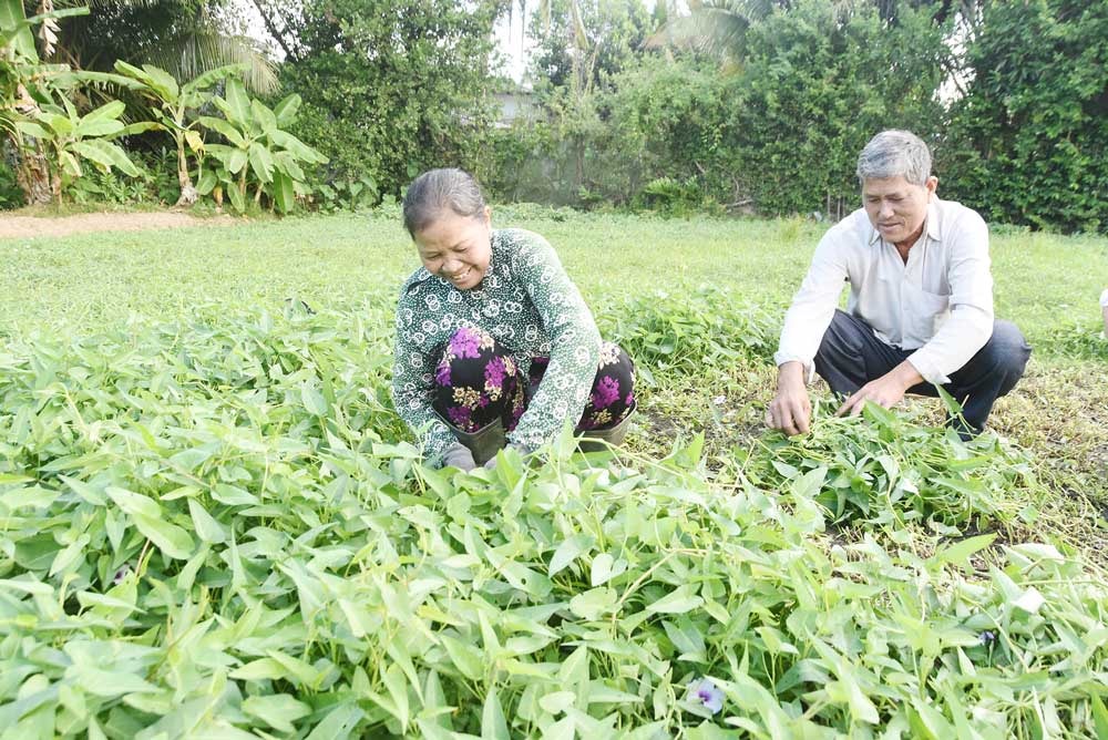 Vợ chồng ông Thạch Thọ (xã Nhị Trường) thu hoạch rau muống