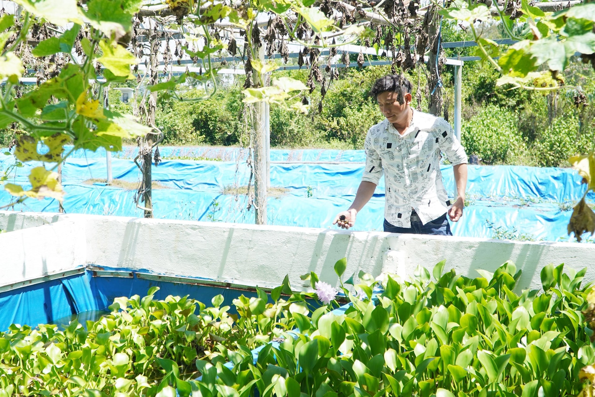 Trang trại ốc bưu đen của anh Phùng Văn Tâm
