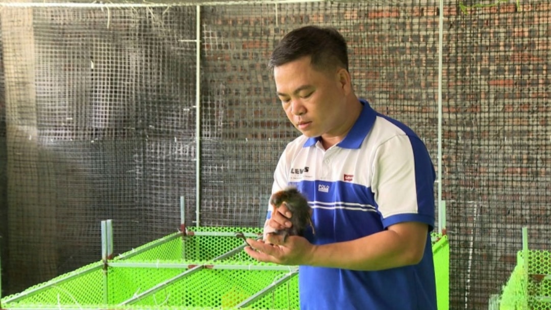 Anh Phạm Văn Hùng chăm sóc chim sâm cầm con (1)