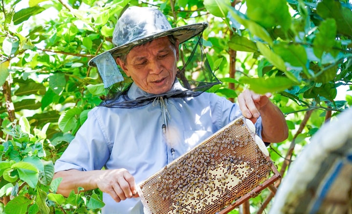 Người dân miền núi Hà Tĩnh mạnh dạn tăng đàn, mở rộng quy mô để nâng cao thương hiệu mật ong