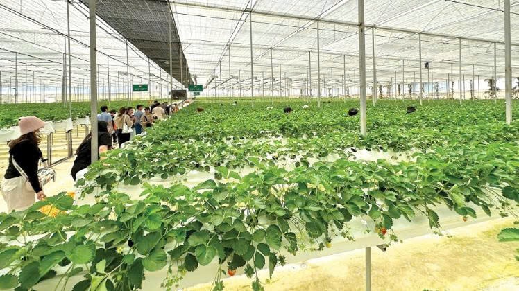 Du khách thích thú tham quan vườn dâu tây