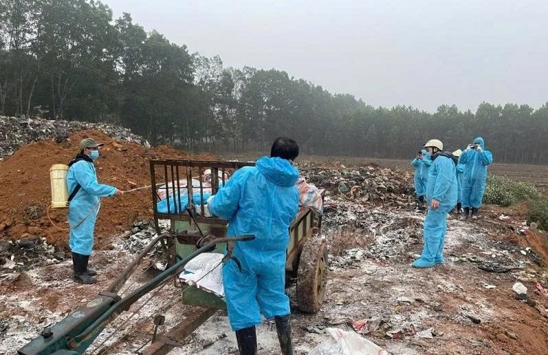 Thực hiện chôn lấp, tiêu huỷ lợn bị nhiễm bệnh dịch tả lợn châu Phi
