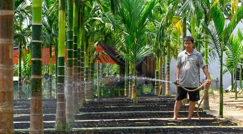 Cây cau là chìa khóa mở ra hướng phát triển kinh tế cho gia đình ông Dũng