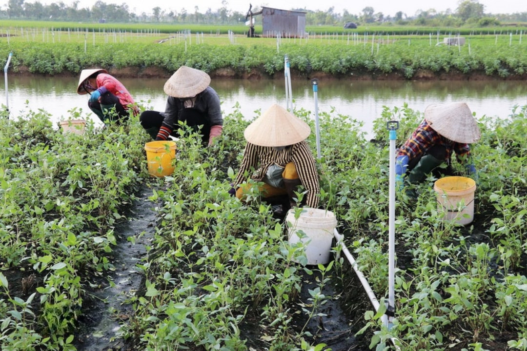 Nông dân xã Gò Công Đông (Đồng Tháp) chăm sóc cây quế trong mô hình trồng chuyên canh rau màu. (1)