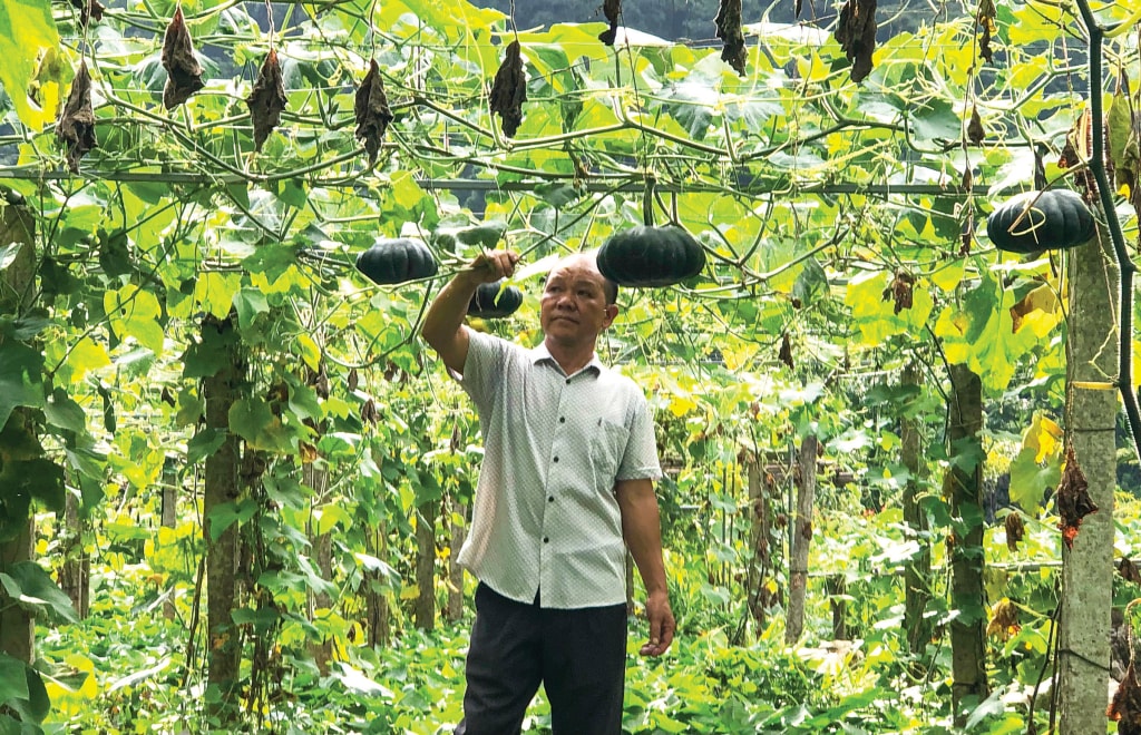 Ông Phùng Văn Chì, xóm Quốc Tuấn, xã Quảng Uyên chia sẻ về kỹ thuật chăm sóc giàn bí tổng hợp theo phương pháp hữu cơ