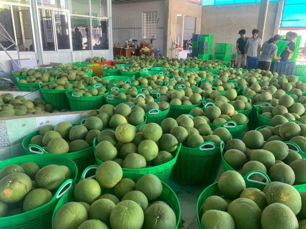 Bưởi Bến Tre