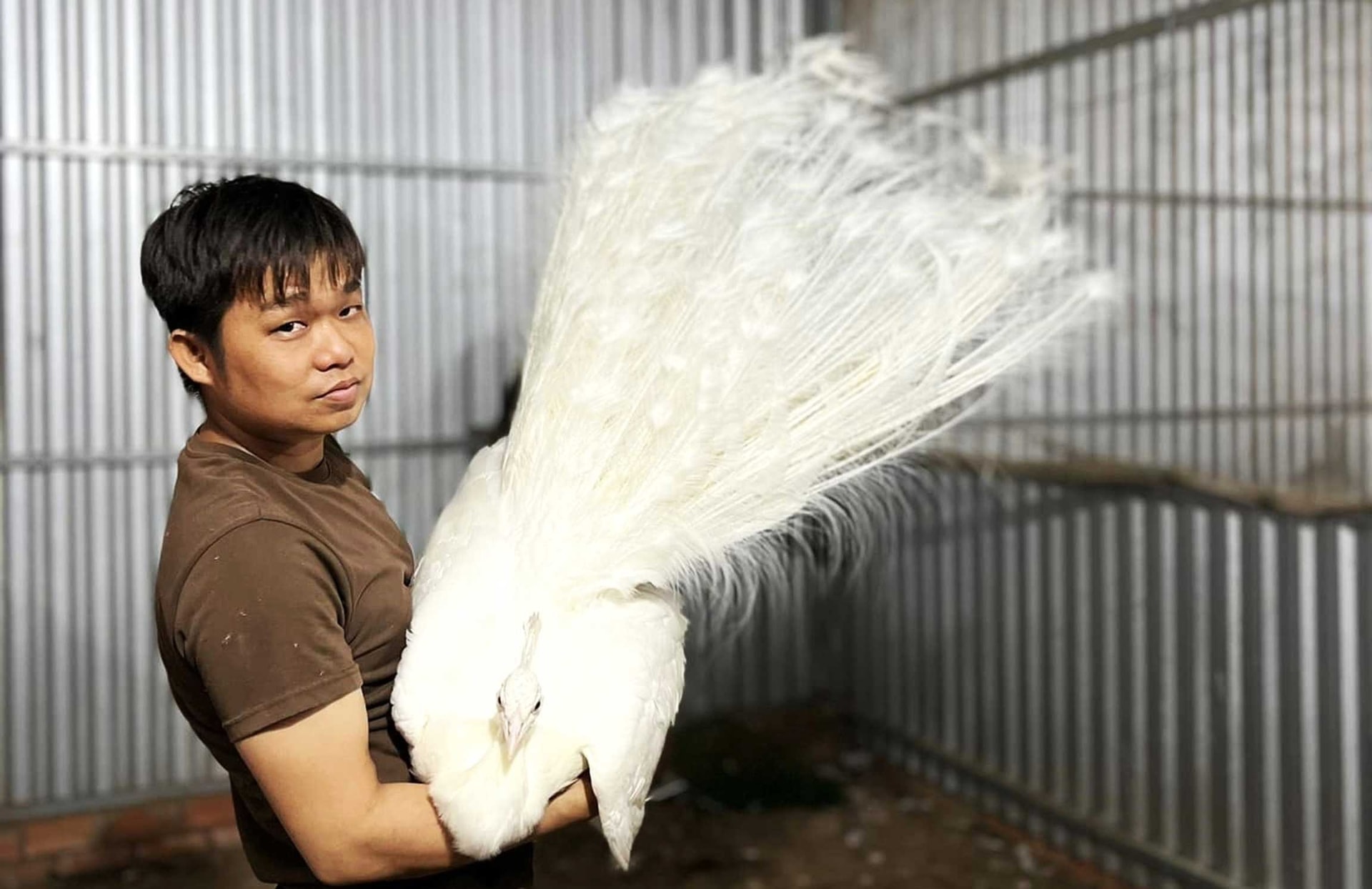 Mô hình nuôi chim công giúp anh Tín có thu nhập ổn định