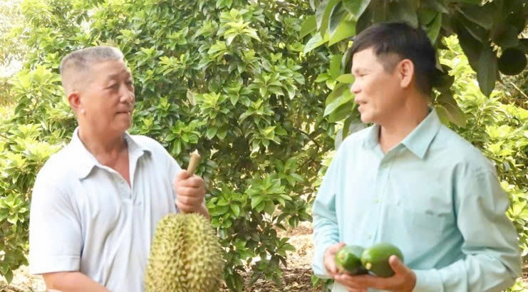 Ông Lý Nàm Sáng (trái), nông dân sản xuất, kinh doanh giỏi tại xã Phú Vinh, giới thiệu vườn trồng các loại cây ăn trái đặc sản của gia đình
