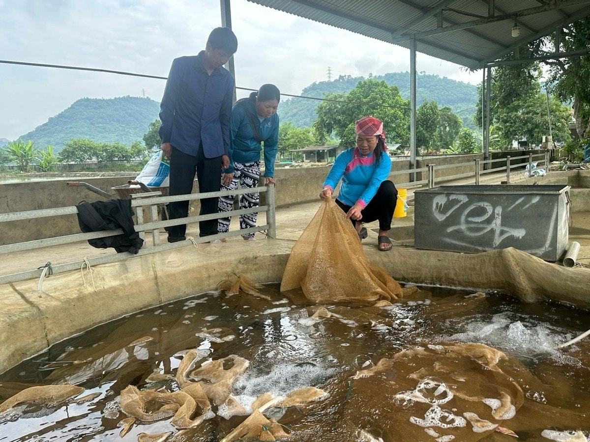 bà Hoàng Thị Chắp đã kiên trì học hỏi, gây dựng thành công trại sản xuất cá giống quy mô lớn