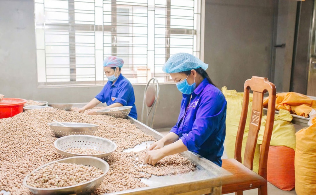 Chế biến hạt sen khô tại Công ty TNHH Lai Hoài, xã Tân Hưng (1)