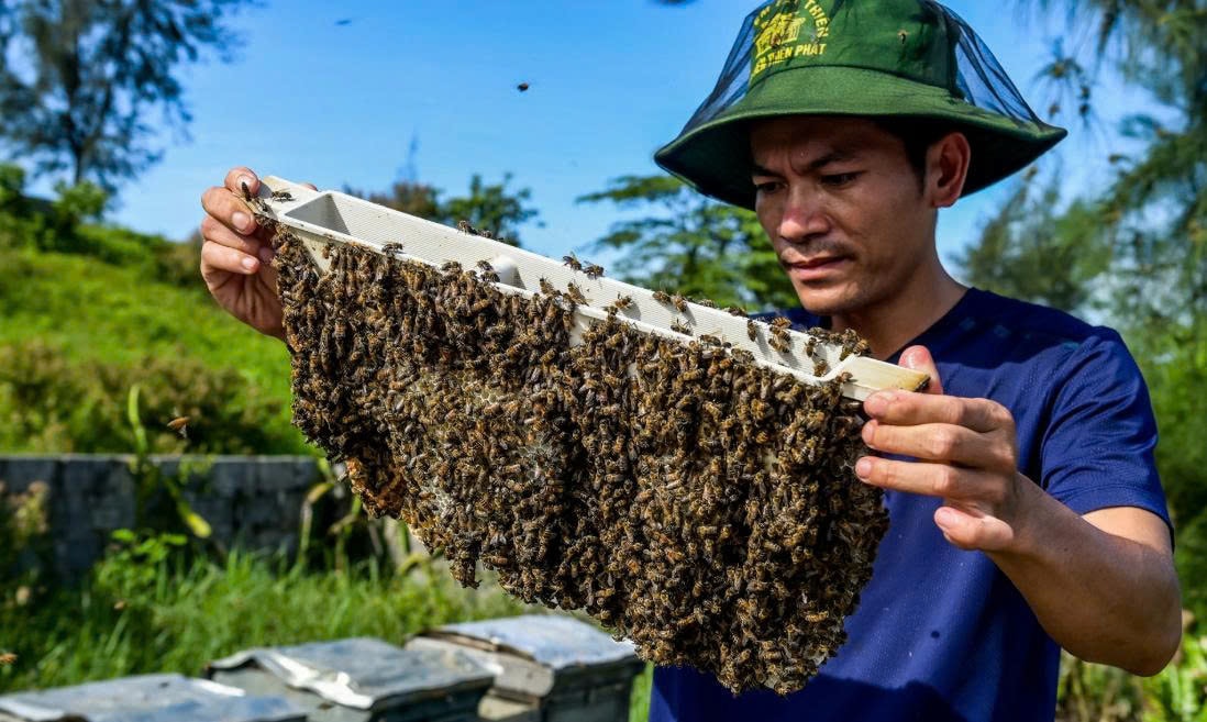 Để chăm sóc ong chuẩn, người nông dân rất chú trọng đến quy trình