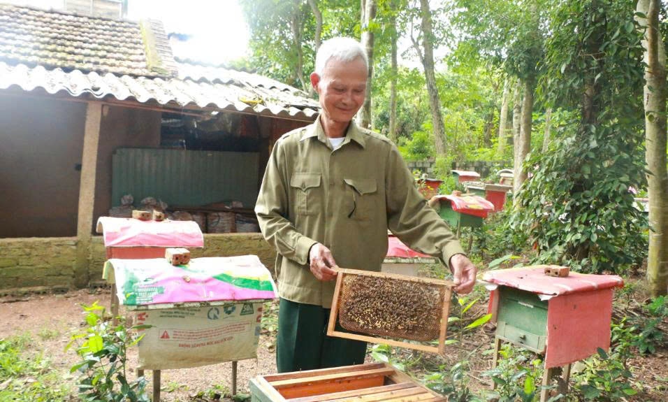 Nhờ nuôi ông lấy mật, nhiều hộ dân có thu nhập ổn định