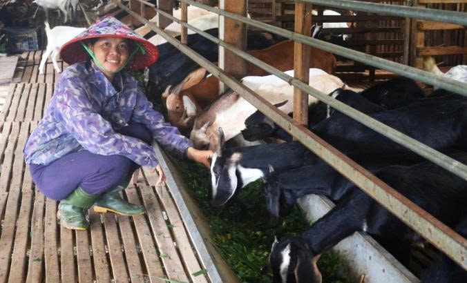 Chị Nguyễn Thị Nhinh tại trang trại dê của nhà mình