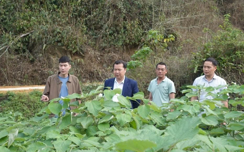 Liên minh Hợp tác xã tỉnh Cao Bằng khảo sát, nắm tình hình canh tác cây cổ ngọt trên địa bàn