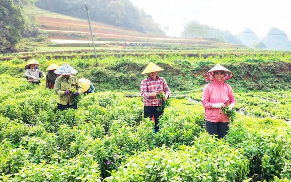 Mô hình trồng cỏ ngọt tạo ra việc làm và thu nhập cao cho người nông dân