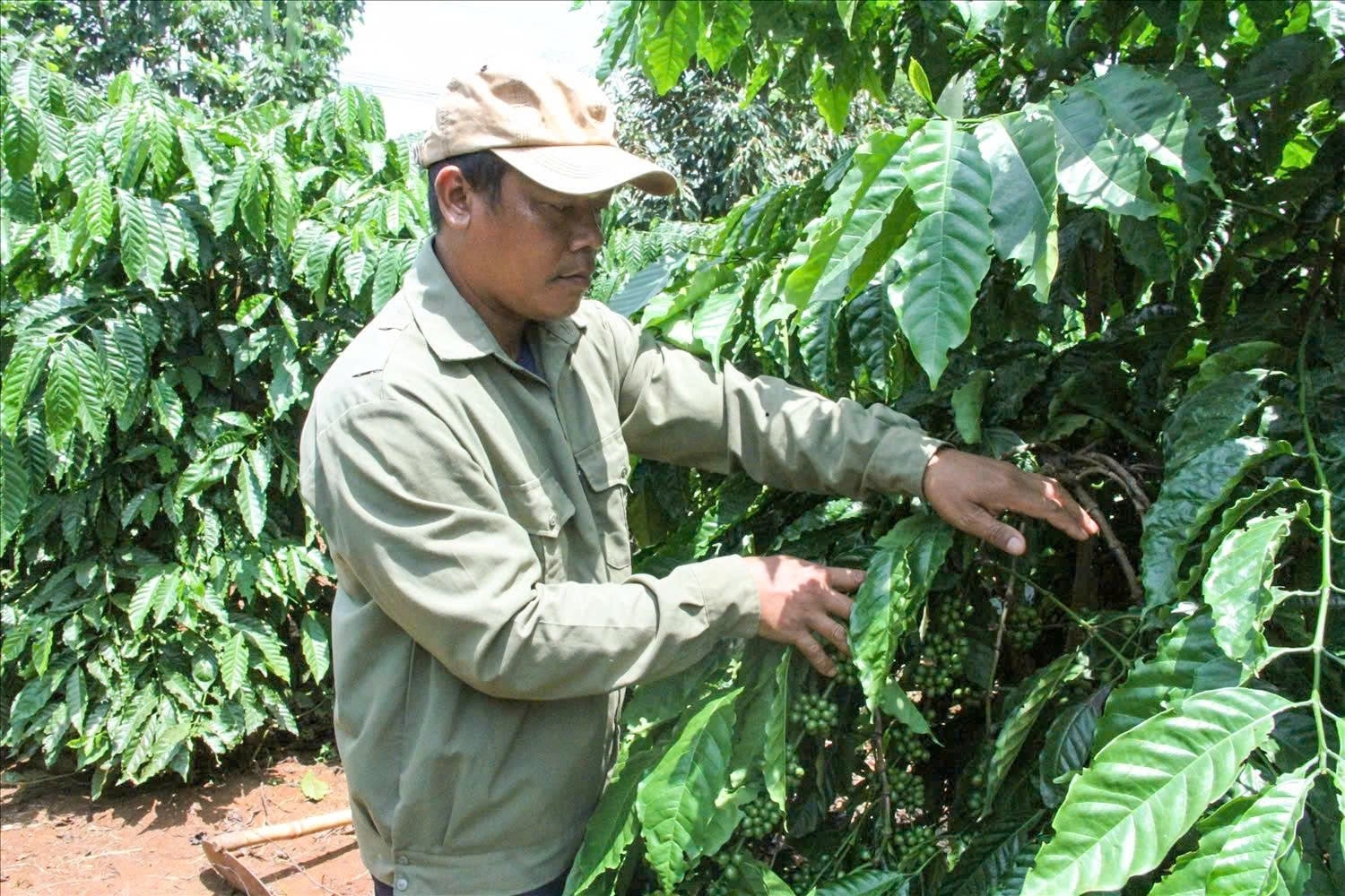 Anh K’Nich áp dụng khoa học kỹ thuật và học tập kinh nghiệm từ nhiều nông dân giỏi để chăm sóc vườn cà phê