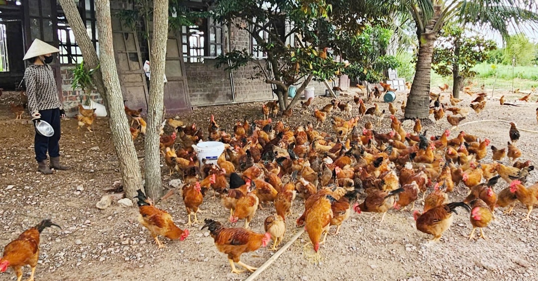 Gà nuôi thả vườn luôn khỏe mạnh và cho chất lượng thịt cao (1)