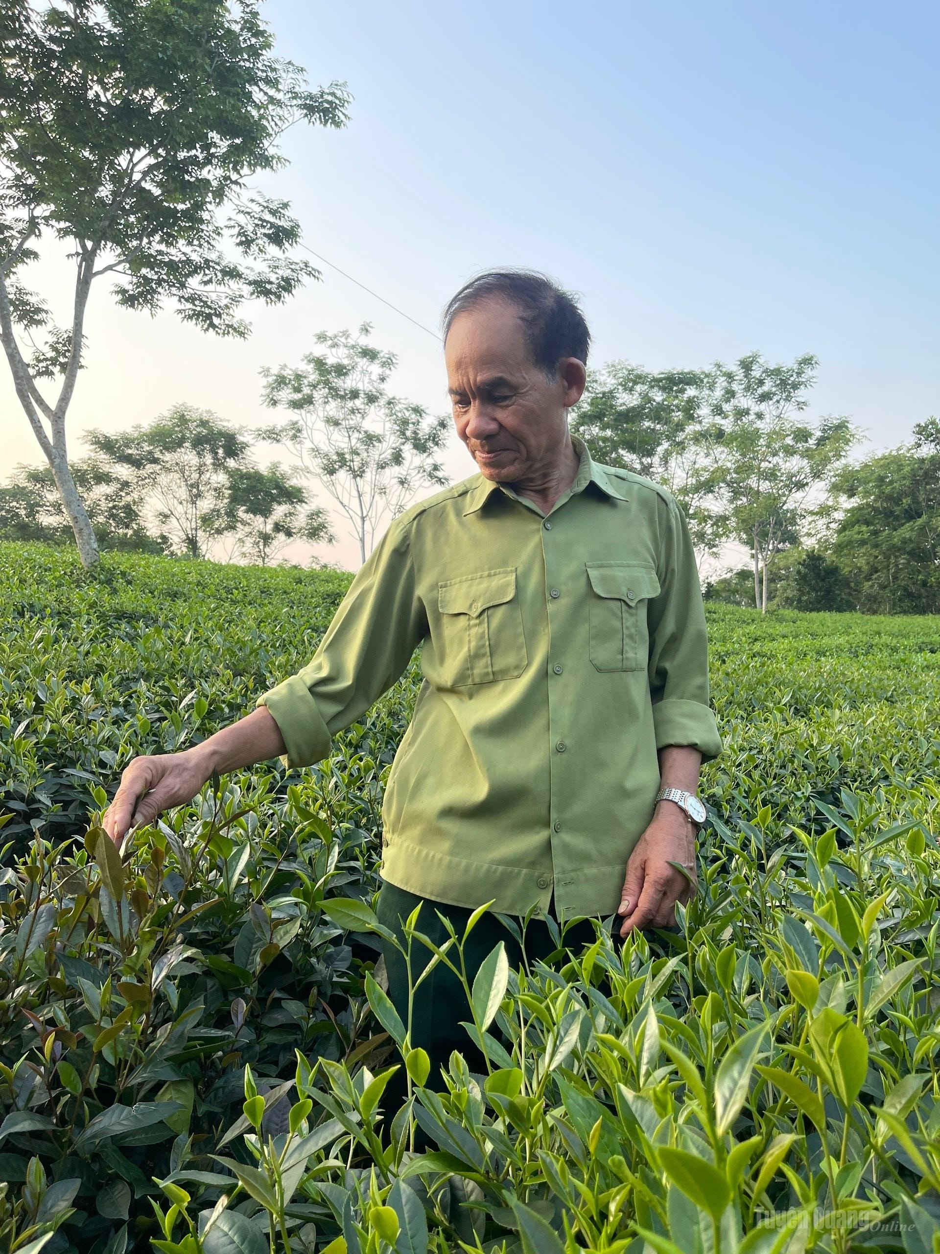 Cựu chiến binh Đỗ Văn Thể, tổ dân phố Tâm Bằng, phường Mỹ Lâm chăm sóc vườn chè