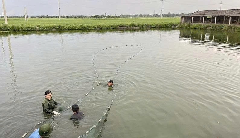 Mô hình chuyển đổi đất lúa kém hiệu quả sang nuôi trồng thủy sản cho năng suất cao của hộ gia đình anh Lê Văn Tình, xã Hoằng Thanh