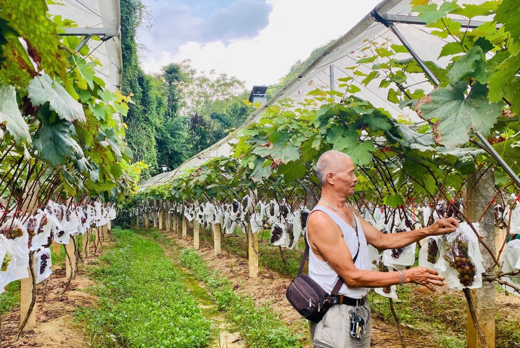 500 cây nho hạ đen năm đầu cho thu hoạch của gia đình ông Hà Văn Luân, xóm Vũ Ngược, xã Nguyên Bình