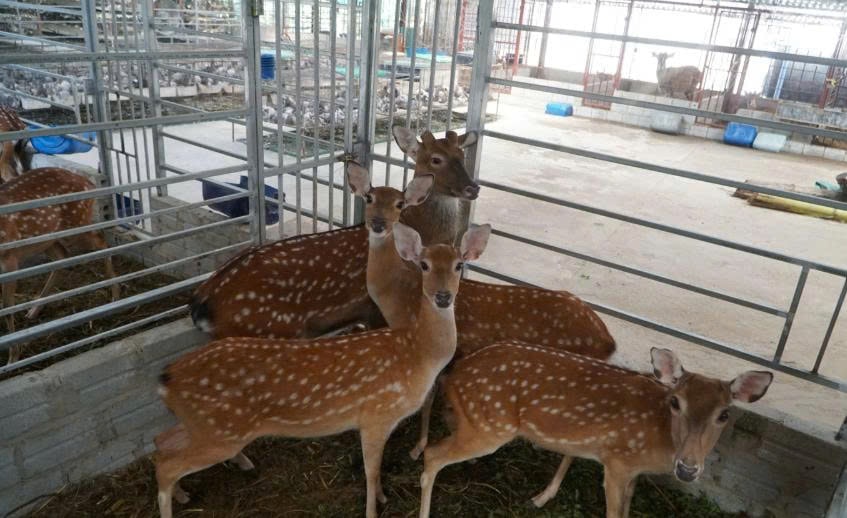 Ông Định cũng nuôi hươu kiếm thêm thu nhập