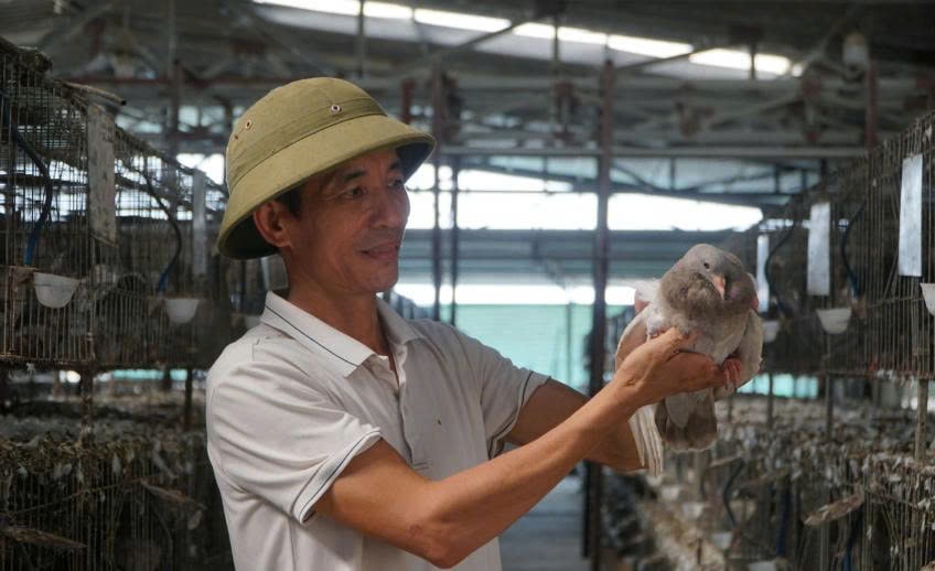 Trang trại nuôi bồ câu Pháp mang lại cuộc sống khấm khá cho gia đình ông Định