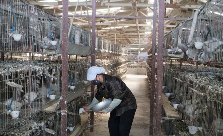 Trang trại sử dụng nhiều công nghệ hiện đại, không cần tốn công như phương pháp cũ