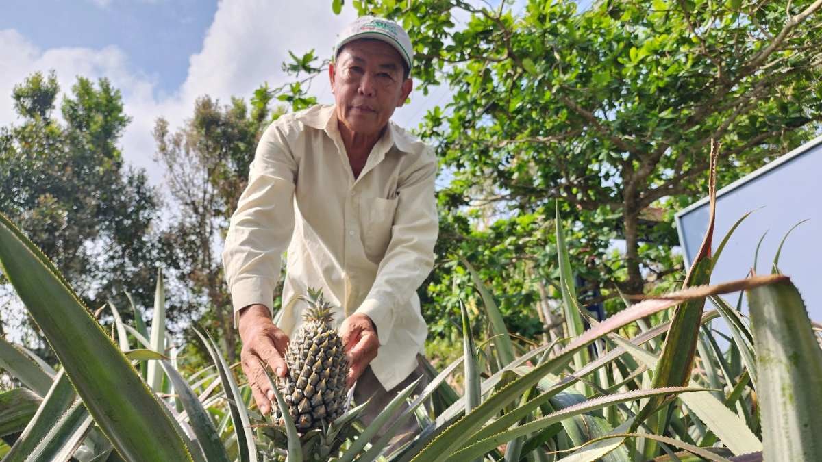 Vườn khóm nhà ông Sơn cho lợi nhuận cao