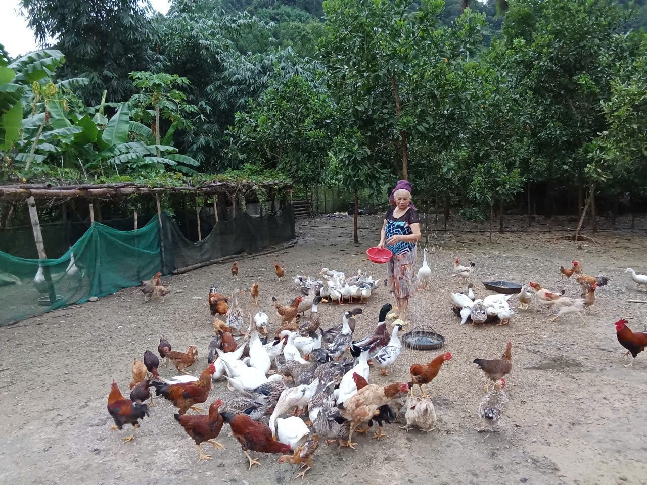 Bà Vi Thị Thuý tại trang trại gà nhà mình