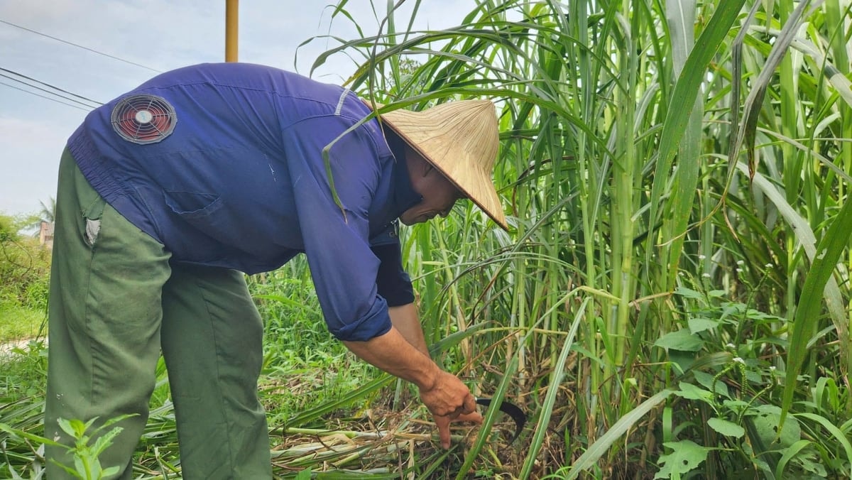 Cỏ voi là nguồn thức ăn cho đàn bò nhà anh Tuất