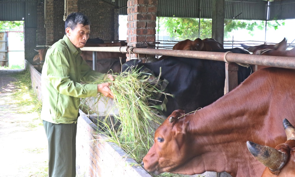 Ông Trịnh Bá Biện chăm sóc đàn bò
