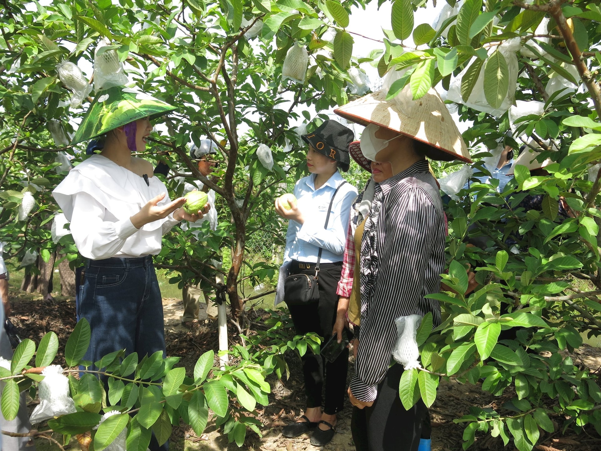 Nhiều du khách trải nghiệm, mua ổi lê Đông Tạ ngay tại vườn