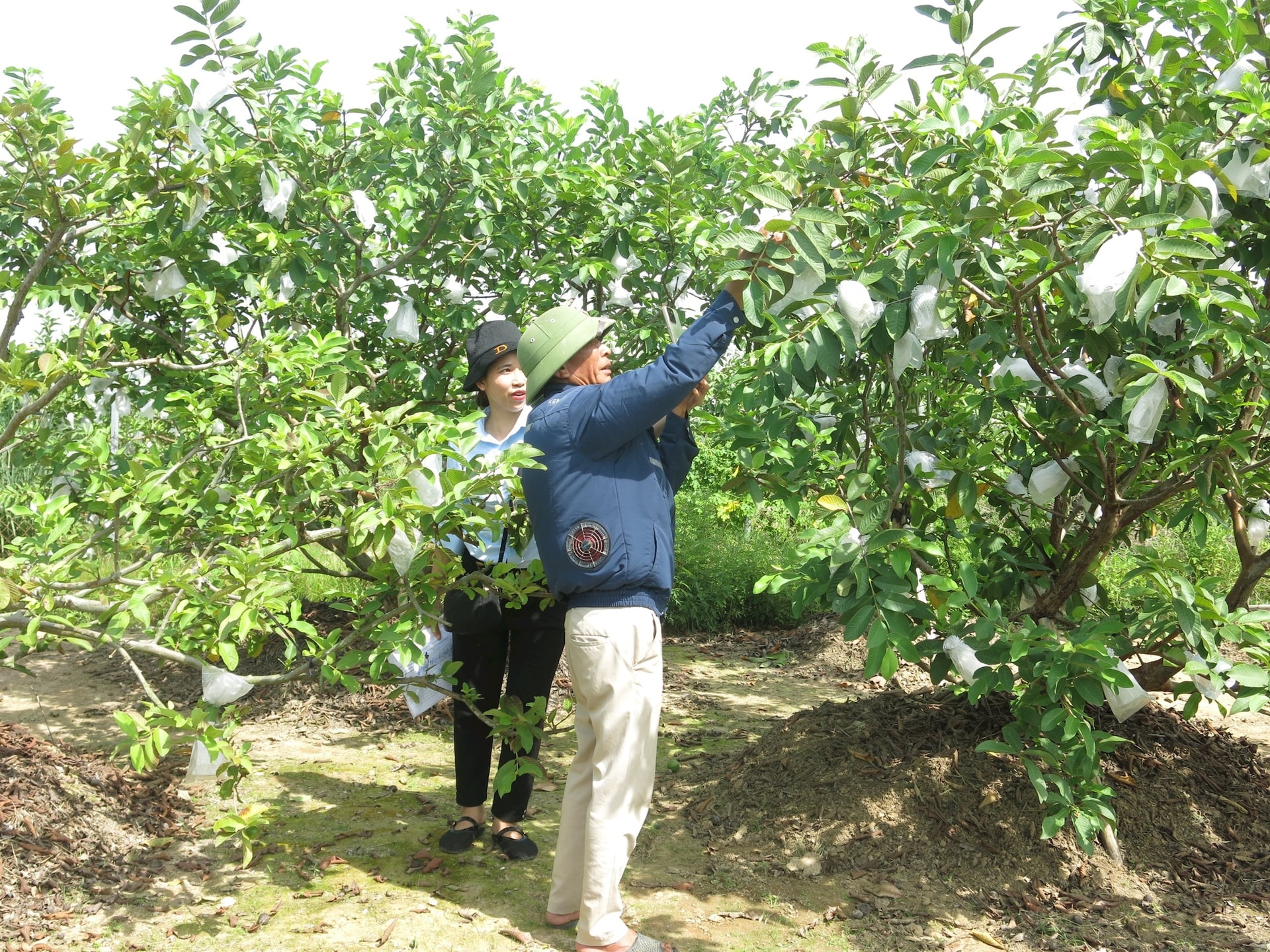 Nông dân xã Vĩnh Bảo chăm sóc ổi lê Đông Tạ