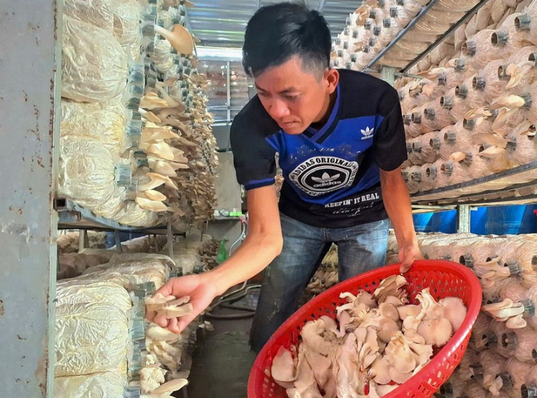 Anh Nguyễn Văn Phát thu hoạch nấm (1)