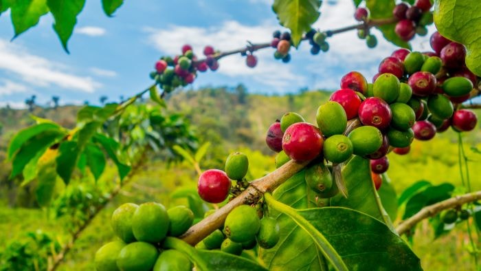 giá cà phê arabica