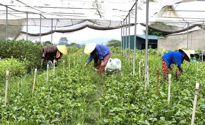 Ngoài làm giàu cho gia đình, mô hình của chị Hiền cũng tạo thêm nhiều công việc cho người dân địa phương