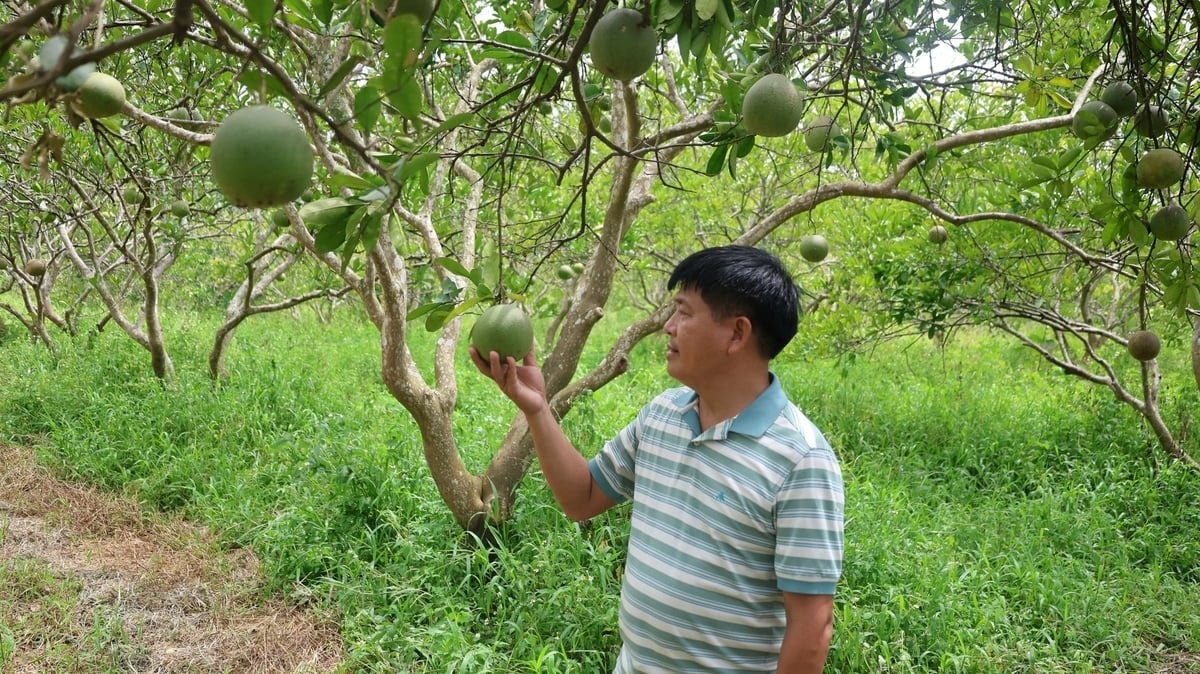 Bưởi nhà anh Khải được trồng hữu cơ hoàn toàn