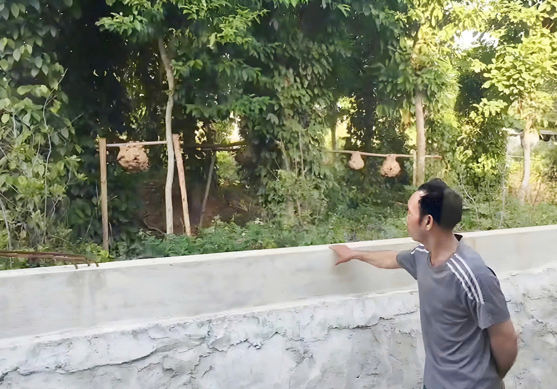 Nơi nuôi ong ở nhà ông Dũng