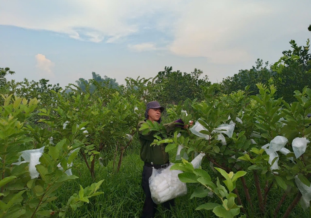 Ông Lưu Văn Chương chăm sóc vườn cây ăn quả