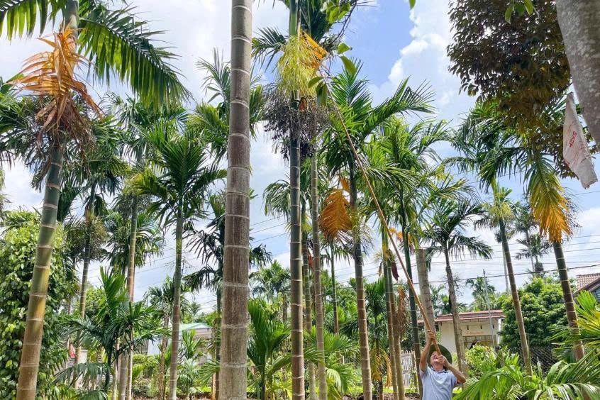 Nông dân đang thu hoạch cau