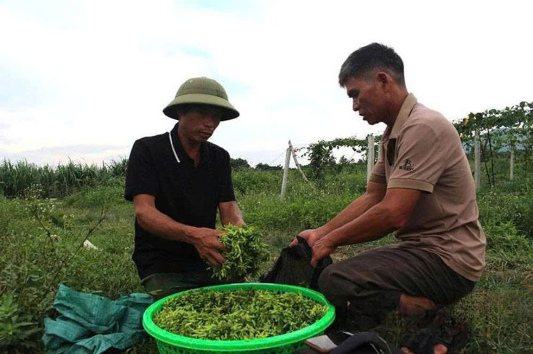 Ông Nguyễn Trọng Diện ở thôn Yên Bình, xã Công Chính với mô hình trồng hoa thiên lý