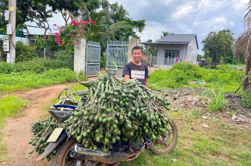 Trồng cau giúp người nông dân có thu nhập tốt hơn