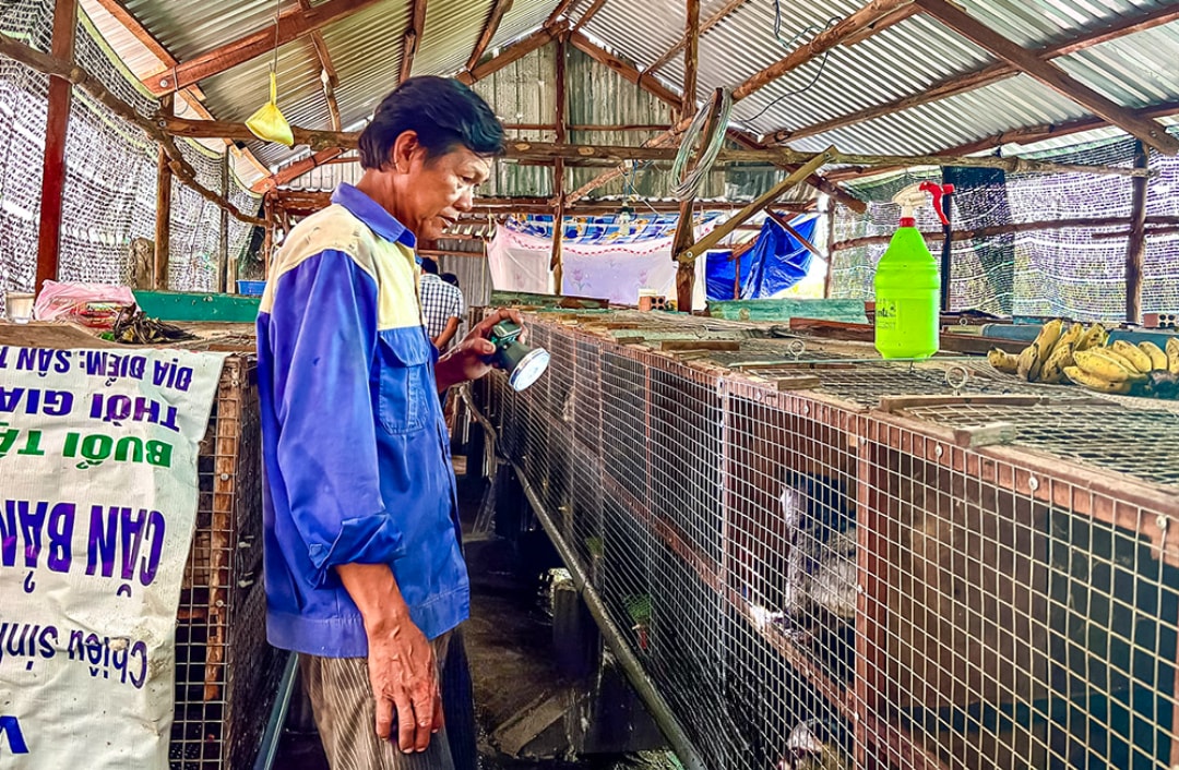 Mô hình nuôi chồn hương của ông Dương Công Huấn (1)