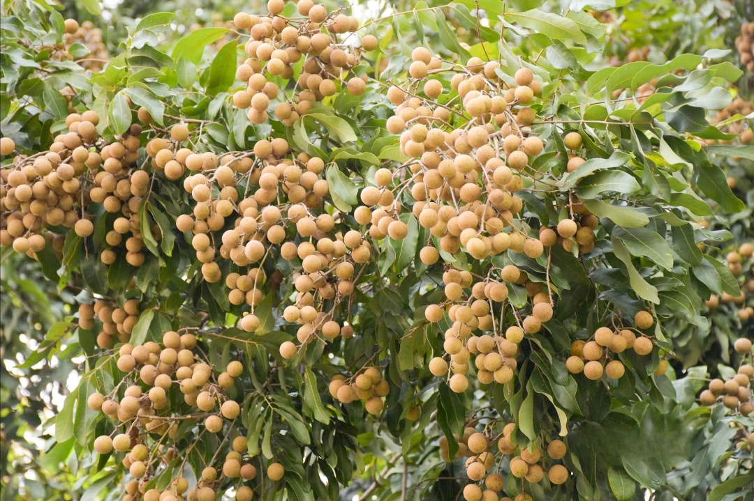 Năm nay, nhãn được mùa, quả sai trĩu cành (1)