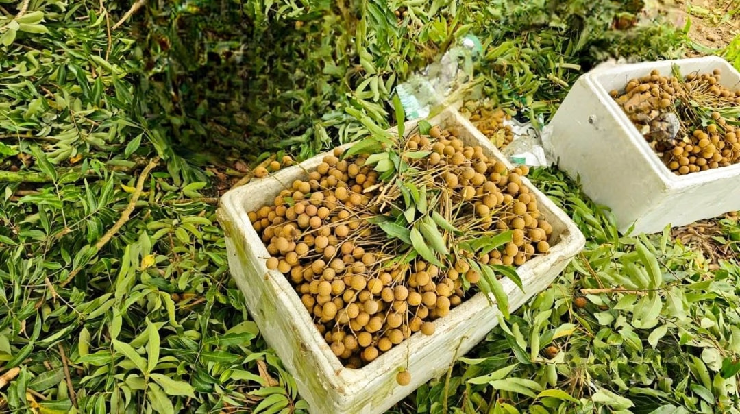 Ngoài giống nhãn bản địa, hiện nay, bà con đã trồng nhãn lồng, nhãn xuồng cơm vàng (1)