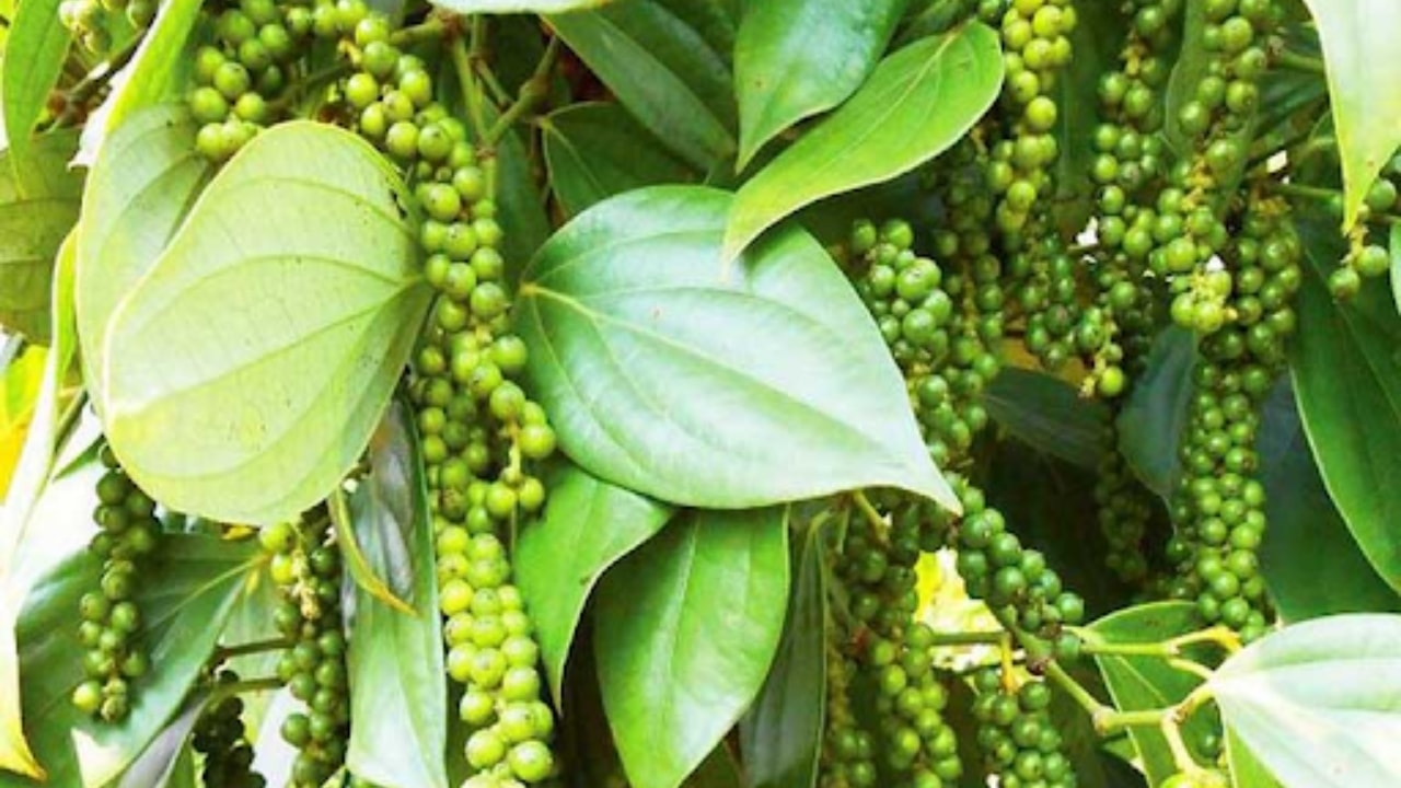 giá hồ tiêu 12-8