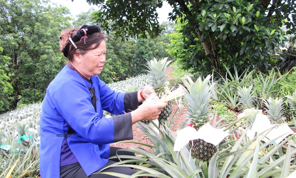 Nông dân Bắc Ninh trồng quả trái vụ, sáng tạo cách 