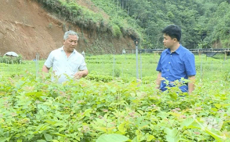Ông Lý Kim Báo thăm hộ chuyên sản xuất cây giống trong tổ
