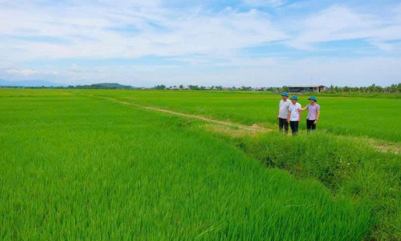 Cánh đồng lúa xanh mướt của HTX Dịch vụ nông nghiệp Đặng Xá